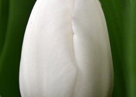 Tulipa Royal Virgin ® (4)